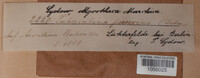 Tuberculina persicina image
